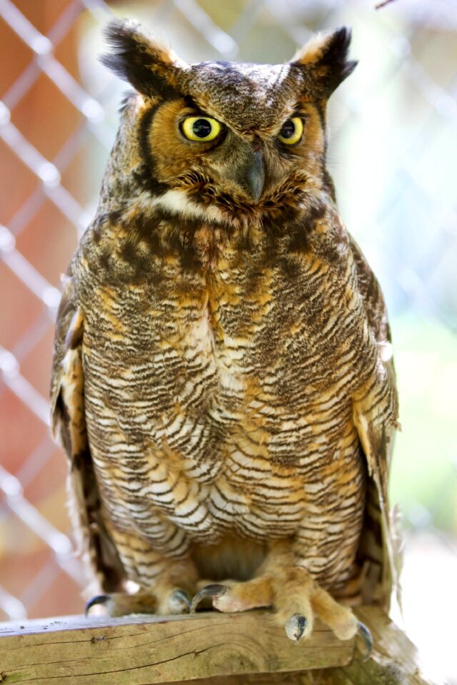 Majestic feathers owl