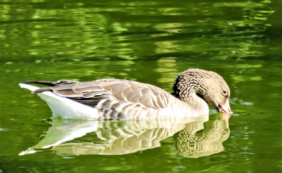 Water bird animal park
