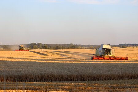 Field evening rural photo