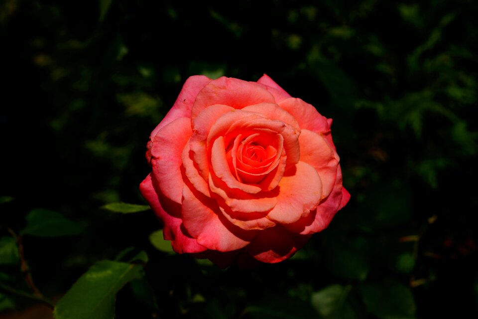 Pink tender love