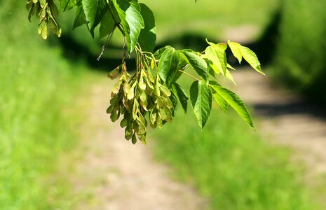 Spring green foliage