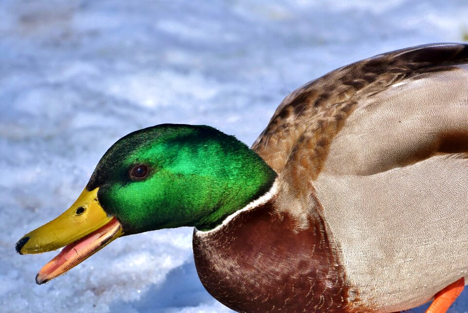 Water bird duck bird poultry
