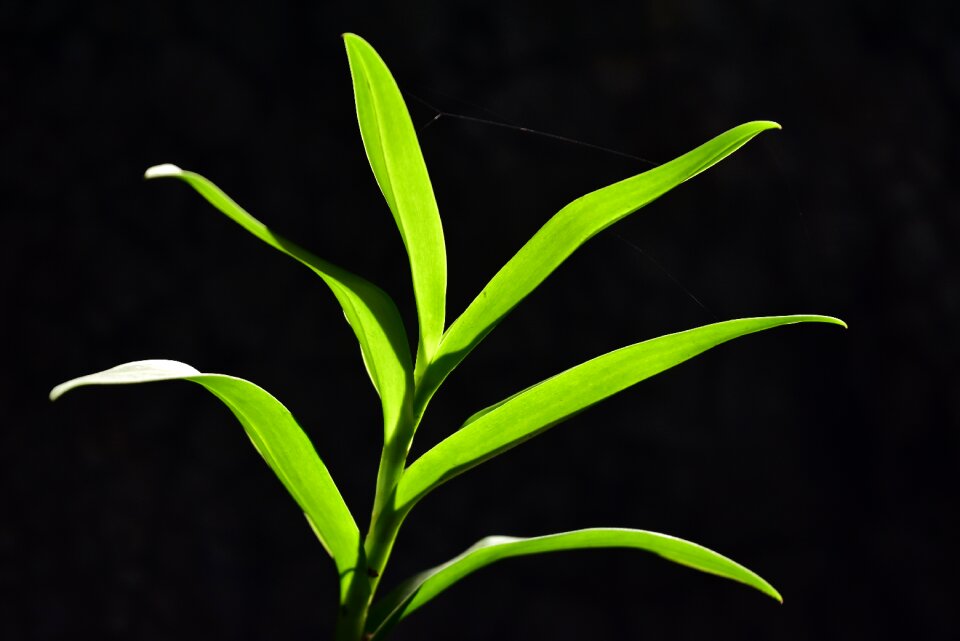 Green orchid nature