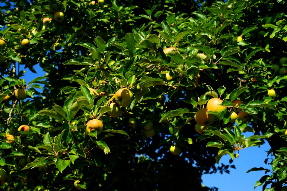 Garden fruit nature