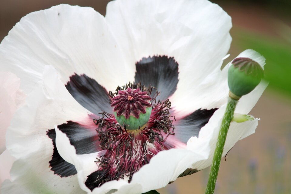Poppy mohngewaechs flower