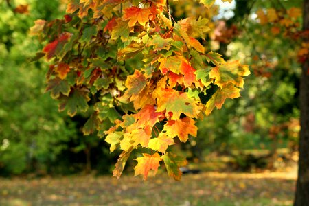 Season october tree