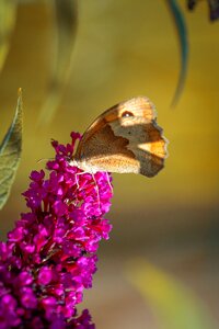 Edelfalter nature lilac