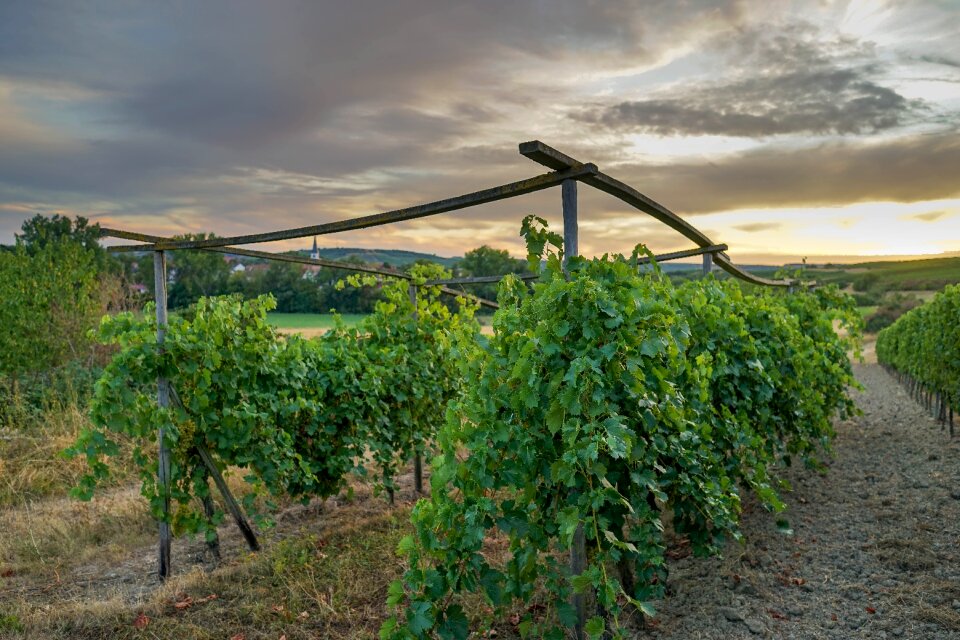 Winegrowing agriculture vineyards