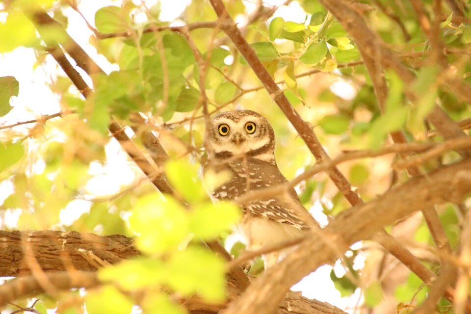 Animal nature wildlife