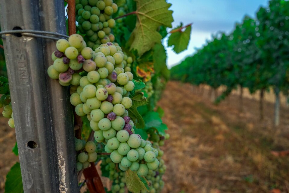 Vine winegrowing grapevine