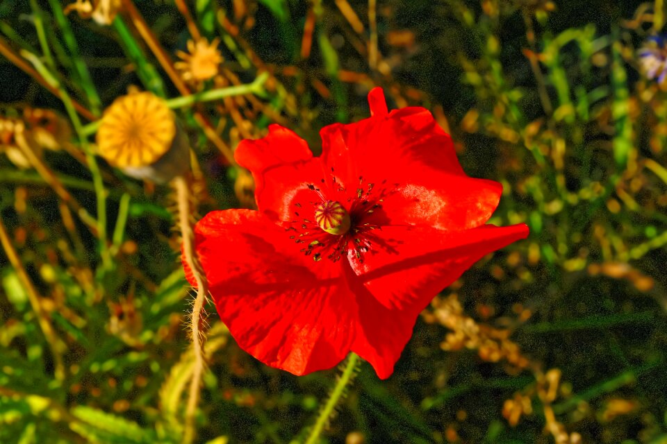 Plant blossom bloom