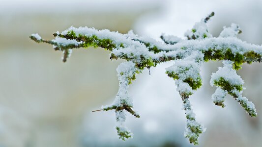 Winter snowflake branch