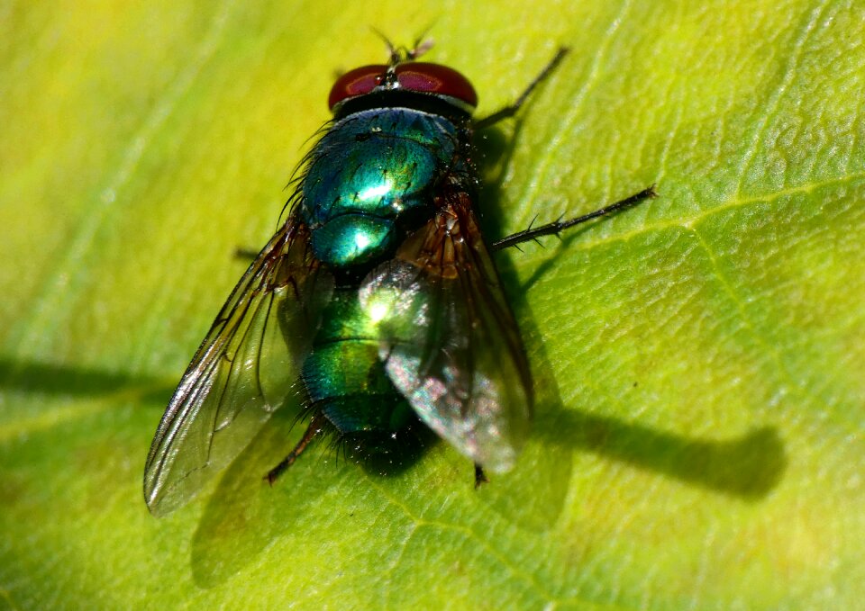 Insect nature common