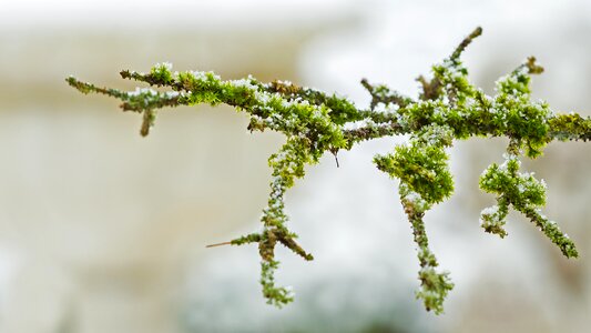 Winter snowflake branch