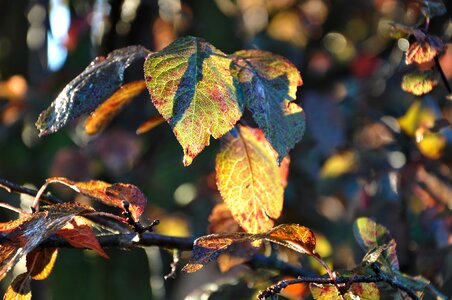 Colored season nature