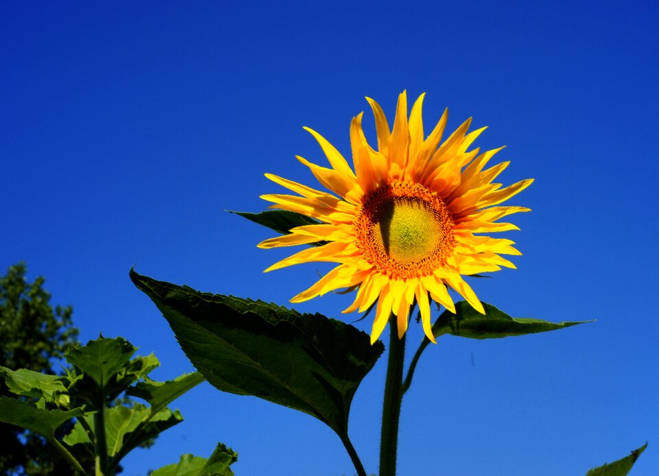 Bright blossom bloom