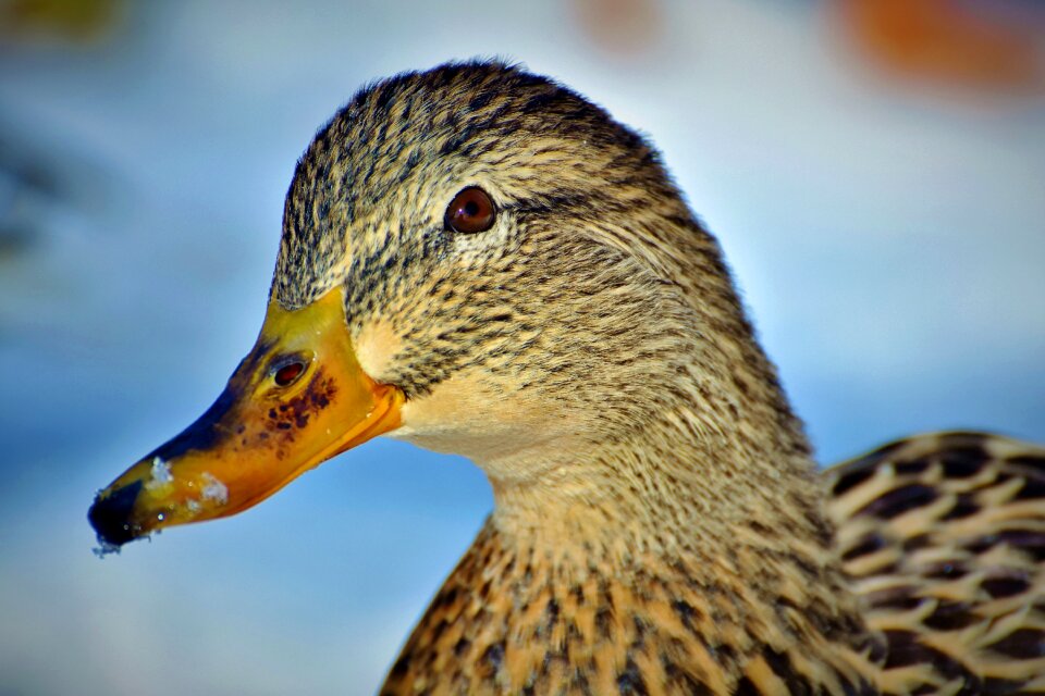 Duck bird poultry plumage