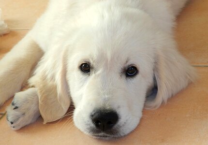 Young bitch white fur puppy golden photo