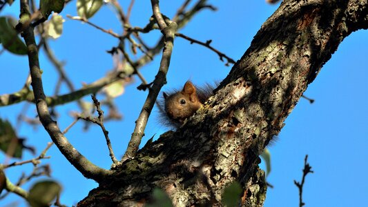 Wild animals forest