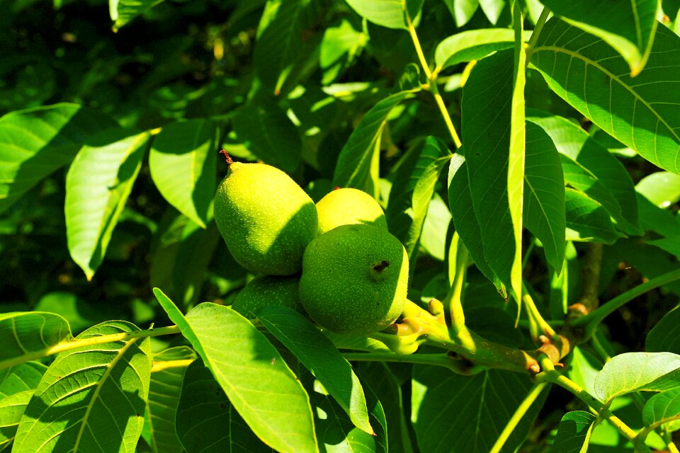 Summer immature healthy