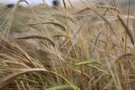 Agriculture plant nature