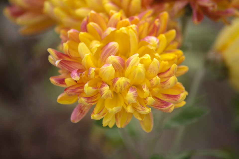 Blossom plant garden