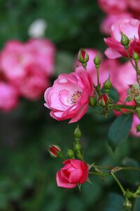 Rose flowers Free photos