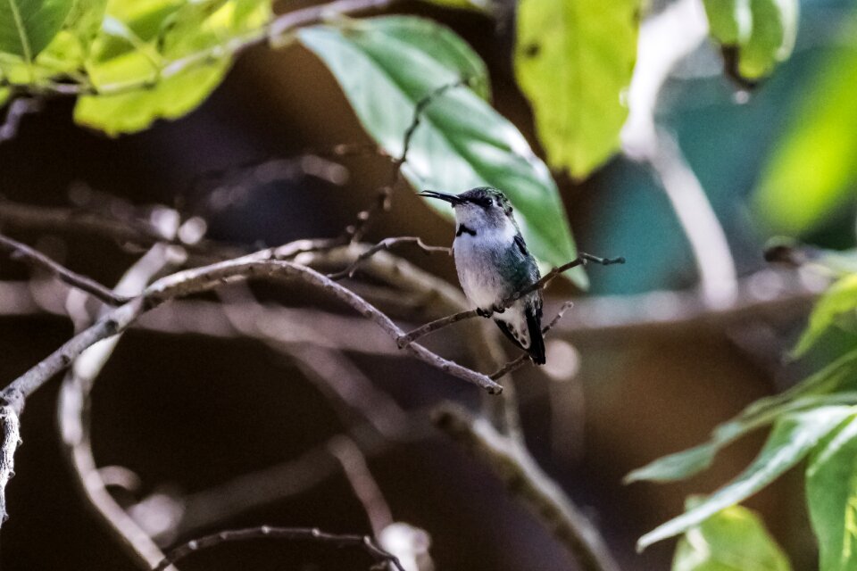 Mellisuga helenae zunzuncito endemic
