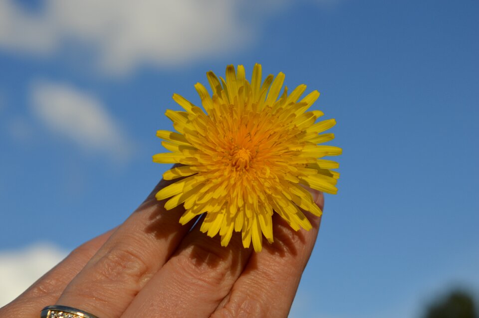 Bloom blue sky air