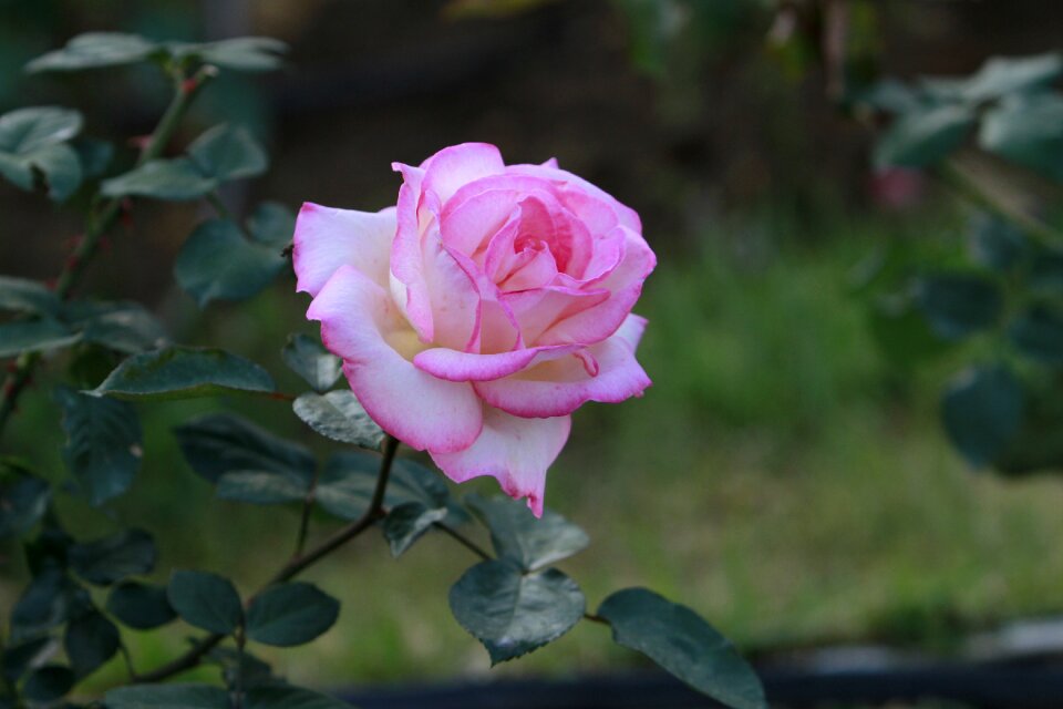 Rose flowers Free photos