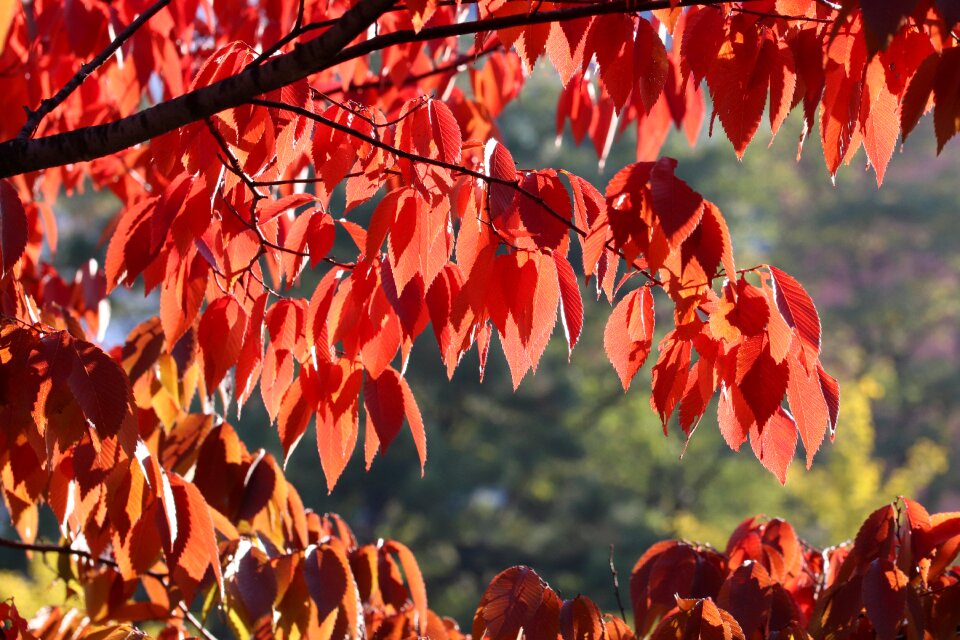 The leaves colorful leaf
