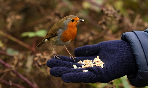 Hand feeding wildlife