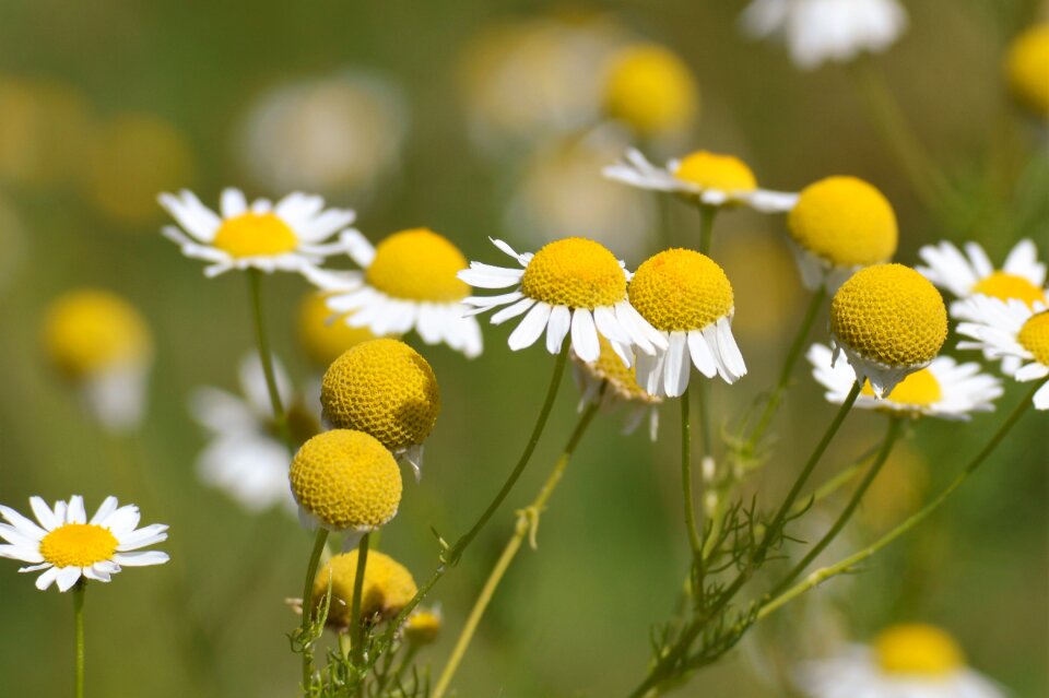 Flora nature meadow