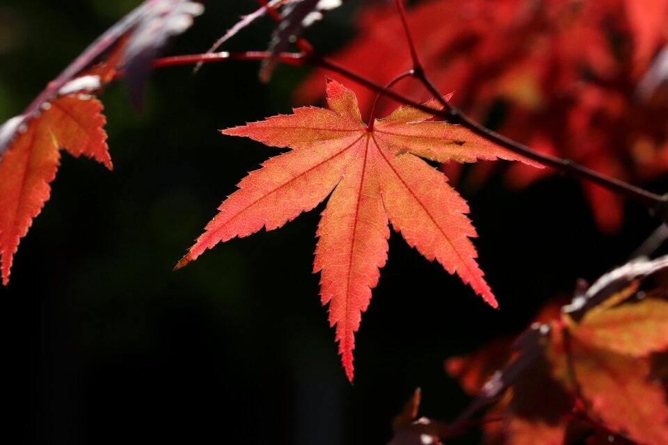 The leaves colorful leaf