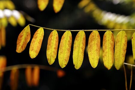 The leaves colorful leaf