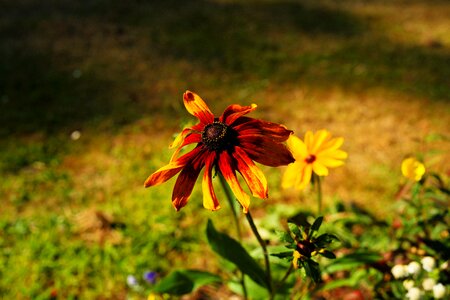 Nature flower plant