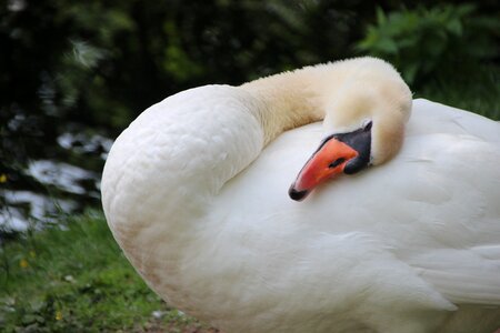 White swan rest plumage