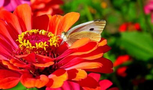 Zinnia nature summer photo