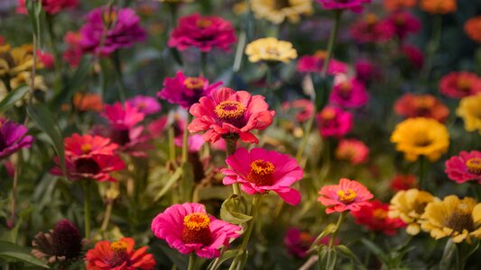 Flower garden zinnia summer flower