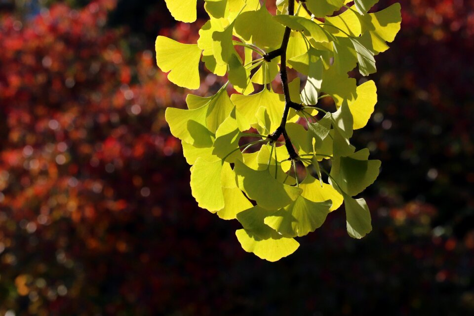 The leaves colorful leaf