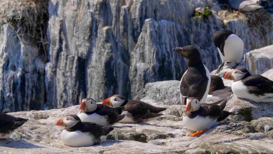 Wildlife nature puffin