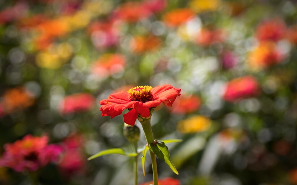 Flower garden summer flower colorful