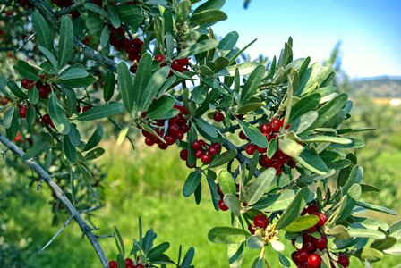 Fruit ripe buffaloberry photo