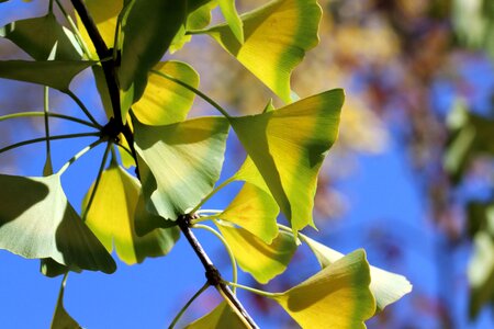 The leaves colorful leaf