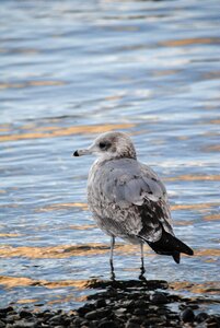 Seagull bird wildlife