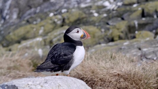 Wildlife nature puffin