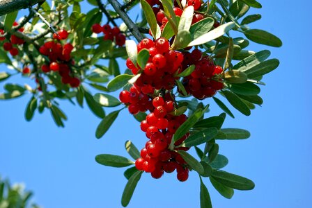 Fruit ripe buffaloberry