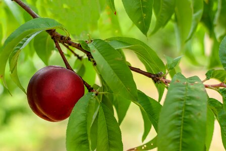 Plums tasty delicious