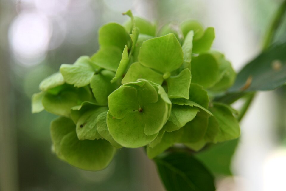 Trockenblume hydrangea green