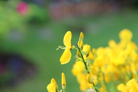 Flowers spring yellow flowers